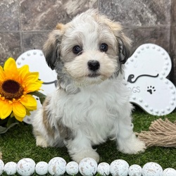 Sunrise/Havanese/Male/9 weeks