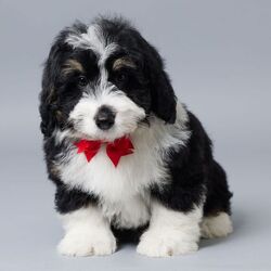 Joshua/Bernedoodle/Male/11 weeks