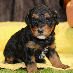 Griffin/Poodle/Male/4 weeks Adopt a dog:Griffin/Poodle/Male/4 weeks,Hi, I'm Griffin! I'm a 4-week-old male Poodle with a beautiful black & tan coat, born on April 9, which makes me an Aries sign. I'll be ready to go home to my forever family after June 5, once I'm grown enough to leave my litter. I'm AKC registered. I'm ready to shower you with love and lots of wet-nosed kisses.