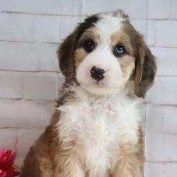 Dallas/Bernedoodle/Male/7 weeks