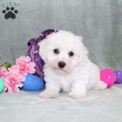 Poppy/Bichon Frise									Puppy/Male	/14 Weeks,Here comes a playful Bichon Frise puppy who is already started on potty training and crate training!  This pup will be small as an adult since the parents were only 10lbs-13lbs. This cutie is born to parents who are Genetically Tested for breed specific hereditary issues and their results show that this litter of puppies will not have any issues that will adversely affect their health. While other Bichons may suffer from health issues as they age, this pup has no predispositions to Bichon health concerns!  Each pup in this litter is up to date on shots and dewormer and vet checked and well socialized with children, teens, adults, and other puppies! We offer the option for  a 1 Year Genetic Health Guarantee! This puppy can have limited ACA papers and be microchipped for an extra fee!