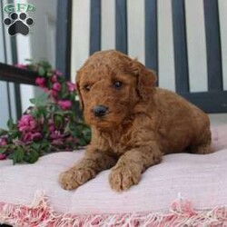 Abigail/Mini Goldendoodle									Puppy/Female	/7 Weeks,Curls, kisses, wiggles, and puppy breath… These Mini Goldendoodles have it all! The mother Angie is a Miniature Goldendoodle and the father Johnny Boy is a Miniature Poodle so this pup would be the perfect fit for an allergy sufferer or family who wants a puppy who won’t shed! Each puppy comes up to date on shots and dewormer and is vet checked. The breeder has ensured that the puppies are well socialized as well! If you would like to learn more about how you can add this cutie pie to your home contact the King Family today! 