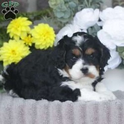 Bentley/Cavapoo									Puppy/Male	/April 7th, 2025,Bentley is a sweetheart raised with the kind of love and care that a puppy needs for a great start in life! He also enjoys a special diet for optimal health. Call, text, or email to schedule your meet with this sweet boy! (we also offer facetime meetings)