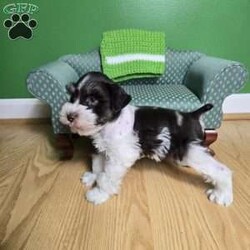 Tonka Tim/Miniature Schnauzer									Puppy/Male	/8 Weeks,All puppy’s come with the following Microchip, vaccines Distemper, Hepatitis, Parvo, Parainfluenza, dewormed at 2,4,6,8 weeks old, Vet checked with certificate, tails docked, dewclaws removed, sample of food, probiotic, treats, puppy kit, sent toy and blanket with siblings and parents sent on them, and a special hand made bag to hold your goodies.   Health Check Policy — Before your schnauzer puppy is ready to be taken home, he or she has undergone an extensive veterinary health check and been vaccinated and dewormed to ensure your puppy is healthy and happy. This Veterinary Health Check is designed to examine all aspects of the puppy’s health including mouth teeth & gums, ears, heart, skin & coat, lungs, hips, & patellas. 30 days of free health insurance with AKC after you regester puppy.