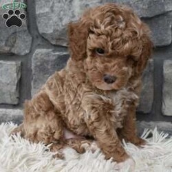 Max/Toy Poodle									Puppy/Male	/7 Weeks,Hi my name is Max. I’m a cute loving toy poodle boy. I’m great with kids and other pets. I’m up to date on shots and dewormings. I’m looking for a loving indoor home. I offer a one year health guarantee. Shipping options are available anywhere in the US. All Sunday calls are returned on Mondays. Thanks Jon