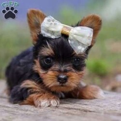 Lucy/Yorkie									Puppy/Female	/7 Weeks,Say hello to Lucy, an absolutely adorable AKC-registered Yorkshire Terrier with a soft black and tan coat and sparkling eyes that will instantly melt your heart. She’s the perfect mix of playful energy and gentle affection — whether she’s bouncing around during playtime or curled up for a cozy nap, Lucy brings joy wherever she goes.