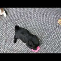 Zoe/Shih Tzu									Puppy/Female	/7 Weeks,Zoe is a very sweet and well socialized puppy. She loves to play with children. Her parents are approximately 8 to10 #. She comes with an AKC registration plus is genetic tested. Please contact us to make sweet  Zoe your very own puppy!