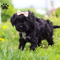 Pearl/Cavapoo									Puppy/Female	/8 Weeks,This sweet Cavapoo, Pearl, is the definition of charm and cuddles, with a cozy, velvety-soft coat that’s perfect for snuggling. With a heart as big as their gentle eyes, this pup is full of affection and loyalty, always eager to be by your side. Whether curled up on the couch or tagging along on adventures, this Cavapoo brings warmth, love, and endless tail wags to every moment.
