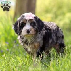 Clover/Cavapoo									Puppy/Female	/8 Weeks, With her soft, curly coat, sparkling eyes, and irresistible charm, she is the perfect blend of playful energy and snuggly affection. She loves being the center of attention—whether she’s prancing through the yard, chasing her favorite toys, or curling up for a quiet cuddle by your side. Her gentle, loving nature and lively personality make her a wonderful companion for families, couples, or anyone looking for a loyal furry friend.