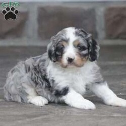 Flame/Cavapoo									Puppy/Male	/April 7th, 2025,Flame is a sweetheart raised with the kind of love and care that a puppy needs for a great start in life! He also enjoys a special diet for optimal health. Call, text, or email to schedule your meet with this sweet boy! (we also offer facetime meetings)