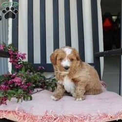 Randy/Mini Goldendoodle									Puppy/Male	/7 Weeks,Here comes the most lovable Mini Goldendoodle puppy with soft red curls and a wiggly puppy tail! Each puppy in this litter comes up to date on shots and dewormer and vet checked! The breeder has ensured that each puppy was played with by children and teens to make sure there will be a smooth transition to any home environment. If you are looking to add a hypoallergenic puppy to your home contact the King Family today! 