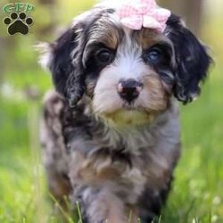 Clover/Cavapoo									Puppy/Female	/8 Weeks, With her soft, curly coat, sparkling eyes, and irresistible charm, she is the perfect blend of playful energy and snuggly affection. She loves being the center of attention—whether she’s prancing through the yard, chasing her favorite toys, or curling up for a quiet cuddle by your side. Her gentle, loving nature and lively personality make her a wonderful companion for families, couples, or anyone looking for a loyal furry friend.