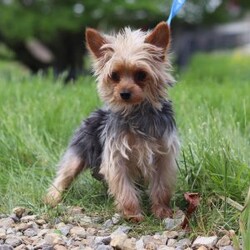 Lucy/Yorkie									Puppy/Female	/7 Weeks,Say hello to Lucy, an absolutely adorable AKC-registered Yorkshire Terrier with a soft black and tan coat and sparkling eyes that will instantly melt your heart. She’s the perfect mix of playful energy and gentle affection — whether she’s bouncing around during playtime or curled up for a cozy nap, Lucy brings joy wherever she goes.