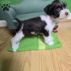 Tonka Tim/Miniature Schnauzer									Puppy/Male	/8 Weeks,All puppy’s come with the following Microchip, vaccines Distemper, Hepatitis, Parvo, Parainfluenza, dewormed at 2,4,6,8 weeks old, Vet checked with certificate, tails docked, dewclaws removed, sample of food, probiotic, treats, puppy kit, sent toy and blanket with siblings and parents sent on them, and a special hand made bag to hold your goodies.   Health Check Policy — Before your schnauzer puppy is ready to be taken home, he or she has undergone an extensive veterinary health check and been vaccinated and dewormed to ensure your puppy is healthy and happy. This Veterinary Health Check is designed to examine all aspects of the puppy’s health including mouth teeth & gums, ears, heart, skin & coat, lungs, hips, & patellas. 30 days of free health insurance with AKC after you regester puppy.