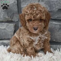 Max/Toy Poodle									Puppy/Male	/7 Weeks,Hi my name is Max. I’m a cute loving toy poodle boy. I’m great with kids and other pets. I’m up to date on shots and dewormings. I’m looking for a loving indoor home. I offer a one year health guarantee. Shipping options are available anywhere in the US. All Sunday calls are returned on Mondays. Thanks Jon