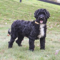 Millie/Portuguese Water Dog									Puppy/Female	/March 25th, 2025,Millie is a sweet and adorable little puppy! She is up to date on dewormer and vaccinations. She has been vet checked and is a healthy little pup. She is used to playing with our little children and gets lots of cuddles from them. If you’re interested in giving Millie a loving home or have any questions give us a text or call.