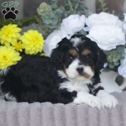 Bentley/Cavapoo									Puppy/Male	/April 7th, 2025,Bentley is a sweetheart raised with the kind of love and care that a puppy needs for a great start in life! He also enjoys a special diet for optimal health. Call, text, or email to schedule your meet with this sweet boy! (we also offer facetime meetings)