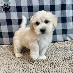 Merlin/Coton de Tulear									Puppy/Male	/March 11th, 2025,Meet Merlin a sweet little Coton de Tulear,   ACA Reg. , Vet checked and shots are up to date.    Lavern Reiff  License # 3221