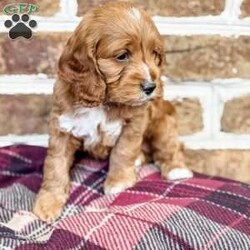 Rory/Cockapoo									Puppy/Female	/6 Weeks,Meet Rory. This beautiful girl has been raised by our family and is very well socialized. She is sweet and playful and also loves to cuddle and give lots of kisses.  Rory will be coming to you with a health certificate from our vet, up to date vaccinations, dewormed, and a 30 day health guarantee. She will also come with a little bag of her favorite food and a blanket with her mom and siblings scent to help her transition to her new home.  Her mom is our family pet and is a 25 lb purebred ACA registered Cocker Spaniel. The dad is an 8 lb purebred ACA registered red toy poodle. Rory will be ready to go to her fur-ever home on May 24.  Call or text Emily to make her a part of your family today!