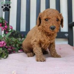 Abigail/Mini Goldendoodle									Puppy/Female	/7 Weeks,Curls, kisses, wiggles, and puppy breath… These Mini Goldendoodles have it all! The mother Angie is a Miniature Goldendoodle and the father Johnny Boy is a Miniature Poodle so this pup would be the perfect fit for an allergy sufferer or family who wants a puppy who won’t shed! Each puppy comes up to date on shots and dewormer and is vet checked. The breeder has ensured that the puppies are well socialized as well! If you would like to learn more about how you can add this cutie pie to your home contact the King Family today! 