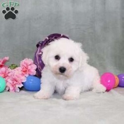 Poppy/Bichon Frise									Puppy/Male	/14 Weeks,Here comes a playful Bichon Frise puppy who is already started on potty training and crate training!  This pup will be small as an adult since the parents were only 10lbs-13lbs. This cutie is born to parents who are Genetically Tested for breed specific hereditary issues and their results show that this litter of puppies will not have any issues that will adversely affect their health. While other Bichons may suffer from health issues as they age, this pup has no predispositions to Bichon health concerns!  Each pup in this litter is up to date on shots and dewormer and vet checked and well socialized with children, teens, adults, and other puppies! We offer the option for  a 1 Year Genetic Health Guarantee! This puppy can have limited ACA papers and be microchipped for an extra fee!