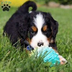 Zeke/Bernese Mountain Dog									Puppy/Male	/7 Weeks,Meet Zeke – a stunning AKC Bernese Mountain Dog with champion bloodlines! He is a true showstopper, proudly sporting the classic tri-colored coat of his breed—rich black, snowy white, and warm rust tones that give him a bold, elegant presence. His soulful eyes and sturdy build reflect both strength and gentleness, while his love for the outdoors makes him the perfect adventure companion. Whether you’re enjoying a peaceful stroll through the park or heading out on a rugged hike, he is always eager to explore and soak in the fresh air and sunshine.
