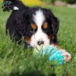 Zeke/Bernese Mountain Dog									Puppy/Male	/7 Weeks,Meet Zeke – a stunning AKC Bernese Mountain Dog with champion bloodlines! He is a true showstopper, proudly sporting the classic tri-colored coat of his breed—rich black, snowy white, and warm rust tones that give him a bold, elegant presence. His soulful eyes and sturdy build reflect both strength and gentleness, while his love for the outdoors makes him the perfect adventure companion. Whether you’re enjoying a peaceful stroll through the park or heading out on a rugged hike, he is always eager to explore and soak in the fresh air and sunshine.