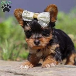 Lucy/Yorkie									Puppy/Female	/7 Weeks,Say hello to Lucy, an absolutely adorable AKC-registered Yorkshire Terrier with a soft black and tan coat and sparkling eyes that will instantly melt your heart. She’s the perfect mix of playful energy and gentle affection — whether she’s bouncing around during playtime or curled up for a cozy nap, Lucy brings joy wherever she goes.