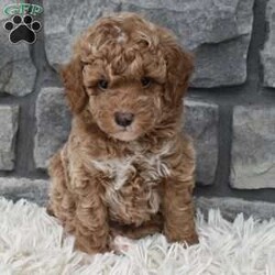 Max/Toy Poodle									Puppy/Male	/7 Weeks,Hi my name is Max. I’m a cute loving toy poodle boy. I’m great with kids and other pets. I’m up to date on shots and dewormings. I’m looking for a loving indoor home. I offer a one year health guarantee. Shipping options are available anywhere in the US. All Sunday calls are returned on Mondays. Thanks Jon