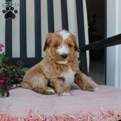 Randy/Mini Goldendoodle									Puppy/Male	/7 Weeks,Here comes the most lovable Mini Goldendoodle puppy with soft red curls and a wiggly puppy tail! Each puppy in this litter comes up to date on shots and dewormer and vet checked! The breeder has ensured that each puppy was played with by children and teens to make sure there will be a smooth transition to any home environment. If you are looking to add a hypoallergenic puppy to your home contact the King Family today! 
