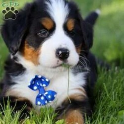 Zeke/Bernese Mountain Dog									Puppy/Male	/7 Weeks,Meet Zeke – a stunning AKC Bernese Mountain Dog with champion bloodlines! He is a true showstopper, proudly sporting the classic tri-colored coat of his breed—rich black, snowy white, and warm rust tones that give him a bold, elegant presence. His soulful eyes and sturdy build reflect both strength and gentleness, while his love for the outdoors makes him the perfect adventure companion. Whether you’re enjoying a peaceful stroll through the park or heading out on a rugged hike, he is always eager to explore and soak in the fresh air and sunshine.