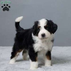 Rock/Mini Bernedoodle									Puppy/Male	/7 Weeks,Meet Rock, a sweet Mini Bernedoodle with a heart full of love! He’s family raised with lots of attention, making him extra friendly and well-socialized. Rock has been vet checked, microchipped, and is up to date on his vaccines and dewormer. He’s playful, cuddly, and ready to become your best friend. Whether you’re looking for a walking buddy or a snuggle partner, Rock is the perfect fit. Don’t miss your chance to bring him home!