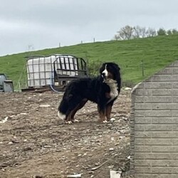 Claire/Bernese Mountain Dog									Puppy/Female	/7 Weeks,Meet Claire! This adorable Bernese Mountain Dog is looking for a forever family! 