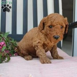 Abigail/Mini Goldendoodle									Puppy/Female	/7 Weeks,Curls, kisses, wiggles, and puppy breath… These Mini Goldendoodles have it all! The mother Angie is a Miniature Goldendoodle and the father Johnny Boy is a Miniature Poodle so this pup would be the perfect fit for an allergy sufferer or family who wants a puppy who won’t shed! Each puppy comes up to date on shots and dewormer and is vet checked. The breeder has ensured that the puppies are well socialized as well! If you would like to learn more about how you can add this cutie pie to your home contact the King Family today! 