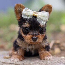 Lucy/Yorkie									Puppy/Female	/7 Weeks,Say hello to Lucy, an absolutely adorable AKC-registered Yorkshire Terrier with a soft black and tan coat and sparkling eyes that will instantly melt your heart. She’s the perfect mix of playful energy and gentle affection — whether she’s bouncing around during playtime or curled up for a cozy nap, Lucy brings joy wherever she goes.