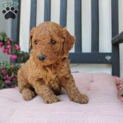 Abigail/Mini Goldendoodle									Puppy/Female	/7 Weeks,Curls, kisses, wiggles, and puppy breath… These Mini Goldendoodles have it all! The mother Angie is a Miniature Goldendoodle and the father Johnny Boy is a Miniature Poodle so this pup would be the perfect fit for an allergy sufferer or family who wants a puppy who won’t shed! Each puppy comes up to date on shots and dewormer and is vet checked. The breeder has ensured that the puppies are well socialized as well! If you would like to learn more about how you can add this cutie pie to your home contact the King Family today! 