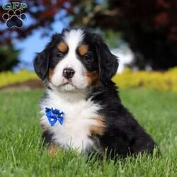 Zeke/Bernese Mountain Dog									Puppy/Male	/7 Weeks,Meet Zeke – a stunning AKC Bernese Mountain Dog with champion bloodlines! He is a true showstopper, proudly sporting the classic tri-colored coat of his breed—rich black, snowy white, and warm rust tones that give him a bold, elegant presence. His soulful eyes and sturdy build reflect both strength and gentleness, while his love for the outdoors makes him the perfect adventure companion. Whether you’re enjoying a peaceful stroll through the park or heading out on a rugged hike, he is always eager to explore and soak in the fresh air and sunshine.