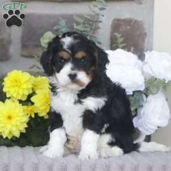 Bentley/Cavapoo									Puppy/Male	/April 7th, 2025,Bentley is a sweetheart raised with the kind of love and care that a puppy needs for a great start in life! He also enjoys a special diet for optimal health. Call, text, or email to schedule your meet with this sweet boy! (we also offer facetime meetings)