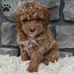 Max/Toy Poodle									Puppy/Male	/7 Weeks,Hi my name is Max. I’m a cute loving toy poodle boy. I’m great with kids and other pets. I’m up to date on shots and dewormings. I’m looking for a loving indoor home. I offer a one year health guarantee. Shipping options are available anywhere in the US. All Sunday calls are returned on Mondays. Thanks Jon