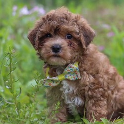 Max/Yorkie Poo									Puppy/Male	/13 Weeks,Meet Max – our adorable F1B Yorkipoo with a big heart and an even bigger personality! With his soft, eye-catching coat and playful spirit, Max loves to explore, chase toys, and snuggle up after a day of fun. He’s full of puppy energy but always ready for cuddle time.