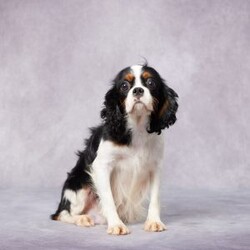 Evan/Cavalier King Charles Spaniel									Puppy/Male	/7 Weeks,Meet Evan, a sweet King Charles Cavalier with a heart full of love and a gentle spirit that’s easy to fall for. Raised in a warm and caring environment, Evan has been well-socialized and handled daily, making him friendly and ready to bond with his new family. He’s been vet checked, microchipped, and is up to date on all his vaccines and dewormer, so you can feel confident he’s off to a healthy start. Evan comes with a health guarantee, and his parents are AKC registered and genetically health tested. He’s the perfect mix of playful and cuddly—always ready for a snuggle or a short walk. If you’re ready to welcome a loyal companion, Evan is ready to meet you. Delivery options available!