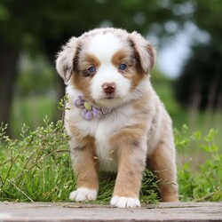 Aprilia/Miniature Australian Shepherd									Puppy/Female	/7 Weeks,Looking for a smart, loyal, and loving companion? Aprilia, our stunning AKC-registered Miniature Australian Shepherd puppy, is ready to steal your heart. With her irresistibly soft coat, vibrant eyes full of curiosity, and charming personality, she is the total package—brains, beauty, and heart.
