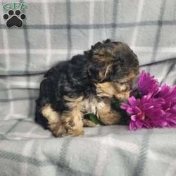 Abby/Yorkie Poo									Puppy/Female	/10 Weeks,Abby is a very cute and friendly puppy,  plus well socialized  with children. She has alot of poodle curl to her coat and would  be considered  hypoallergenic.  Her mom is a poodle and dad is a Yorkie. She is bigger and more laid back than her sister, and will likely be  approx  6 to 8 # s as an adult. Please contact us to make sweet  Abby  your very own puppy!