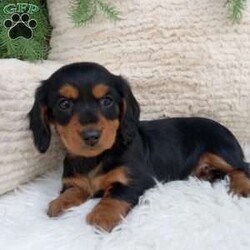Macy/Dachshund									Puppy/Female	/11 Weeks,Meet Macy! She is an adorable Mini Dachshund Puppy! She loves cuddles and all the attention! And is up to date on vaccines, and deworming. And has had a vet check done. Both parents weighing 11 pounds. For more information call or text Mary Sue. A $200 will reseve her and is nonrefundable. 