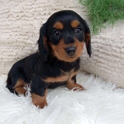 Macy/Dachshund									Puppy/Female	/11 Weeks,Meet Macy! She is an adorable Mini Dachshund Puppy! She loves cuddles and all the attention! And is up to date on vaccines, and deworming. And has had a vet check done. Both parents weighing 11 pounds. For more information call or text Mary Sue. A $200 will reseve her and is nonrefundable. 