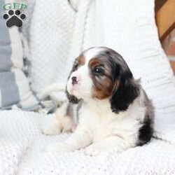 Roxy/Cavalier King Charles Spaniel									Puppy/Female	/April 17th, 2025,Roxy is one of 5 in her litter , her approximate adult weight is 18 to 20 pounds , she is sweet ,and  loves playing with kids . 