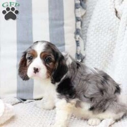 Roxy/Cavalier King Charles Spaniel									Puppy/Female	/April 17th, 2025,Roxy is one of 5 in her litter , her approximate adult weight is 18 to 20 pounds , she is sweet ,and  loves playing with kids . 