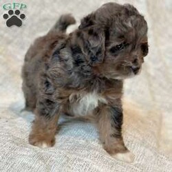 Tessa/Mini Aussiedoodle									Puppy/Female	/10 Weeks,Meet Tessa!  Tessa is a miniature aussiedoodle!  She has a beautiful merle colored coat and two sparkling brown eyes.  She will absolutely melt your heart.  She is super friendly and loves to be around people. She is willing to be held and snuggled.  Tessa is loved on and raised with children here at our home.  She will be up to date on her vaccines and dewormer, and she will come with a vaccine chart & health certificate.  Our puppies come with a 1 year genetic health guarantee.  This precious little baby could be yours…