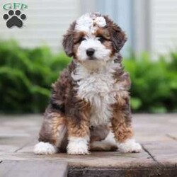 Totsi/Mini Aussiedoodle									Puppy/Female	/12 Weeks,Meet your new best friend—a darling Mini Aussiedoodle puppy named Totsi! With her soft, wavy coat and eye-catching black and white markings, she’s as huggable as she is adorable. Totsi is the perfect mix of playful energy, gentle affection, and sweet goofiness that’s sure to win hearts everywhere she goes. Her big heart and joyful spirit make her the ideal companion for a lifetime of love and laughter.