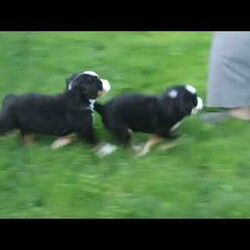 Samantha/Bernese Mountain Dog									Puppy/Female	/11 Weeks,Meet Samantha, a socialized Bernese Mountain Dog puppy that is being family raised. This sweet pup is vet checked and up to date on shots & wormer plus the breeder provides a 1-year genetic health guarantee for her. And, Samantha can be registered with the AKC. To learn more about this very adorable pooch, call the breeder today!